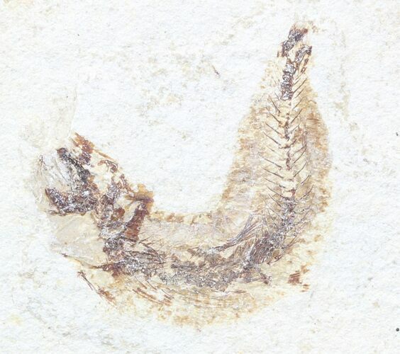 Bargain, Cretaceous Fossil Fish - Lebanon #53952
